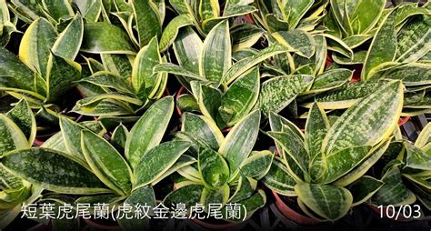 短葉虎尾蘭品種|探索虎尾蘭的品種：你不可不知的綠色寶藏 – 植物盆栽綠寶典